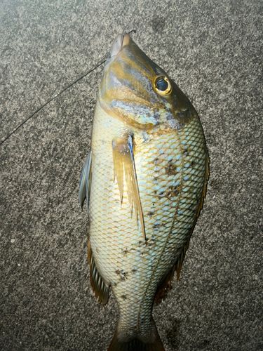 タマンの釣果