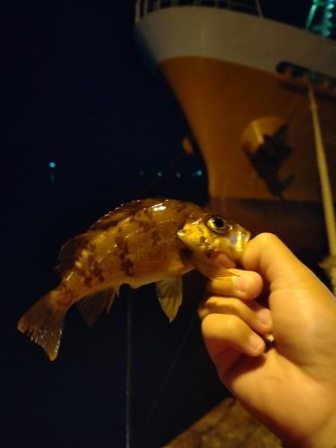シロメバルの釣果