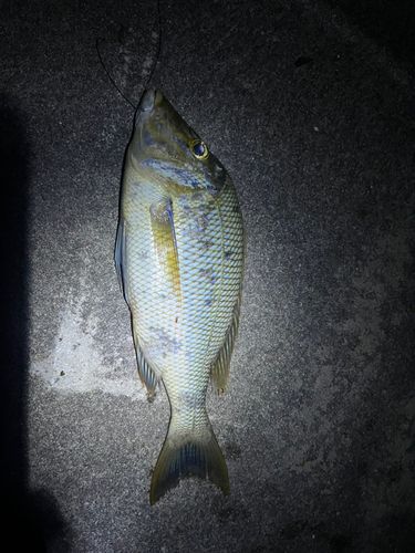 タマンの釣果
