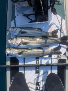 シーバスの釣果