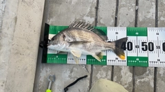 キビレの釣果
