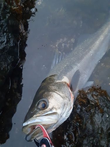 スズキの釣果