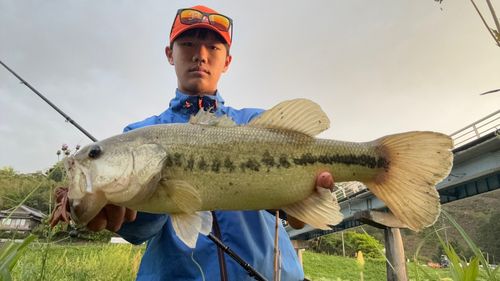 ブラックバスの釣果