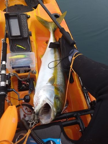 ヒラマサの釣果