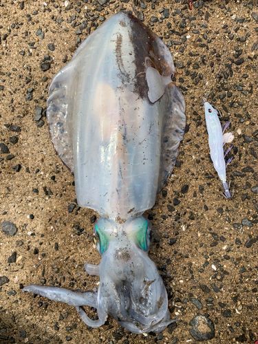 アオリイカの釣果