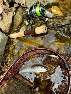 ヤマメの釣果
