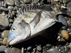 クロダイの釣果