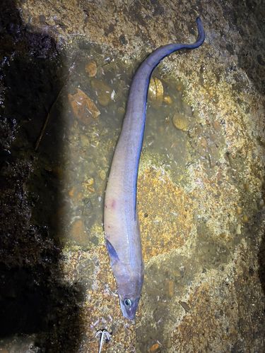 アナゴの釣果
