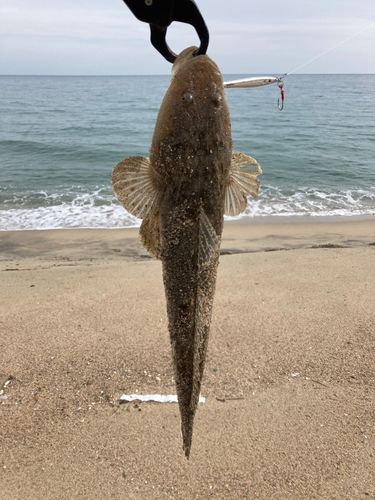 マゴチの釣果