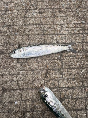 マイワシの釣果