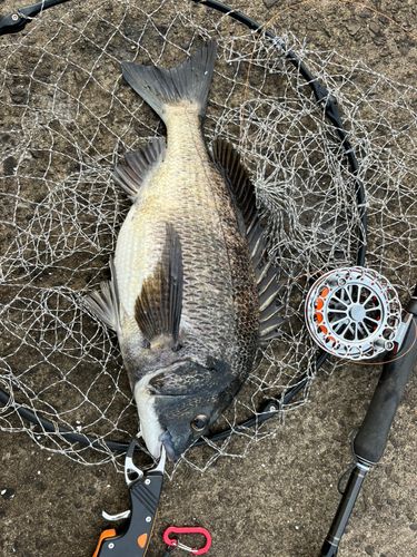チヌの釣果