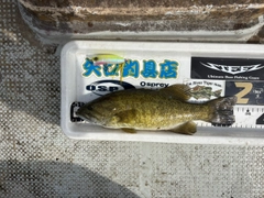 スモールマウスバスの釣果