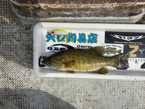 スモールマウスバスの釣果