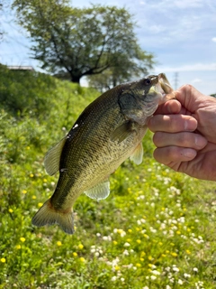 ラージマウスバスの釣果