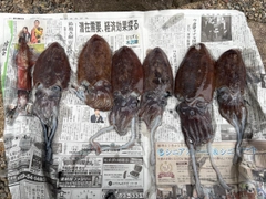 コウイカの釣果