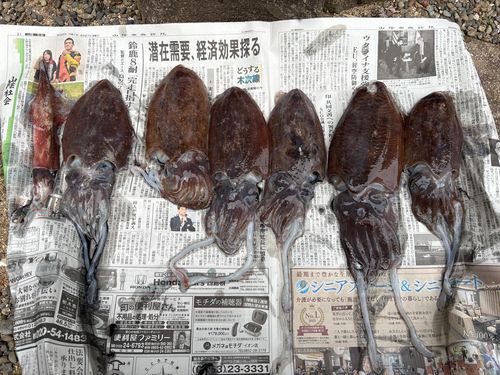 コウイカの釣果