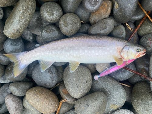 アメマスの釣果