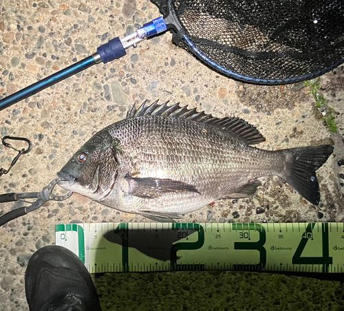 クロダイの釣果