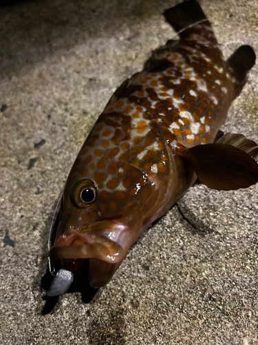 アコウの釣果