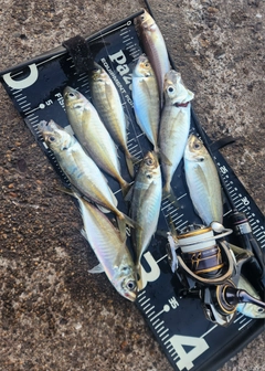アジの釣果