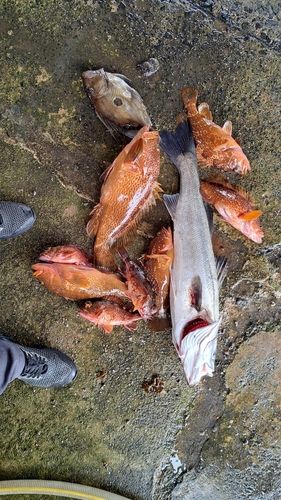 マルスズキの釣果