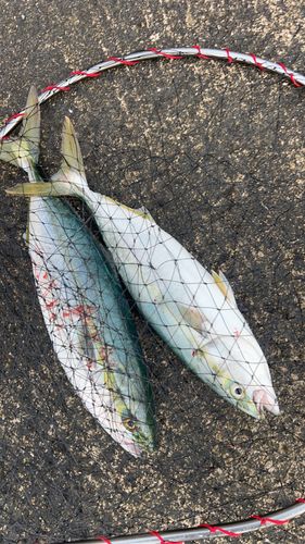ハマチの釣果