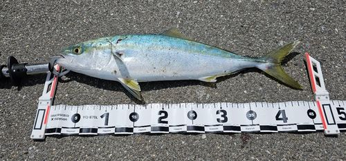 イナダの釣果