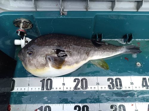マフグの釣果