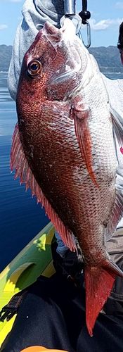 マダイの釣果