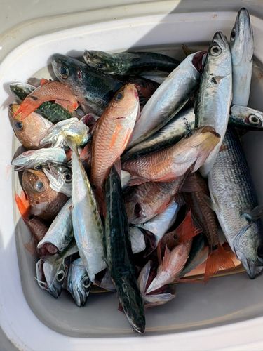 サバの釣果