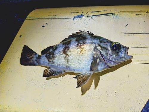メバルの釣果
