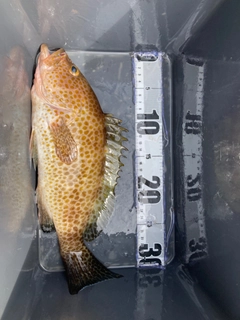 オオモンハタの釣果