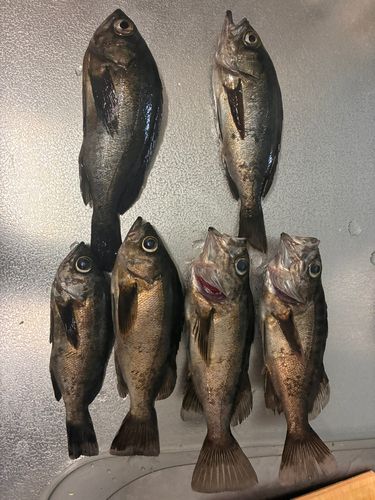 クロメバルの釣果