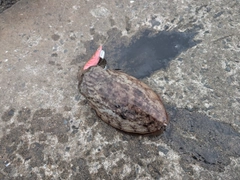 マツバイカの釣果