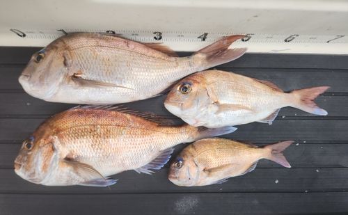 マダイの釣果