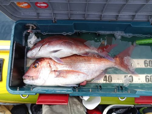 マダイの釣果