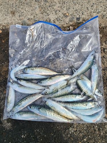 サバの釣果