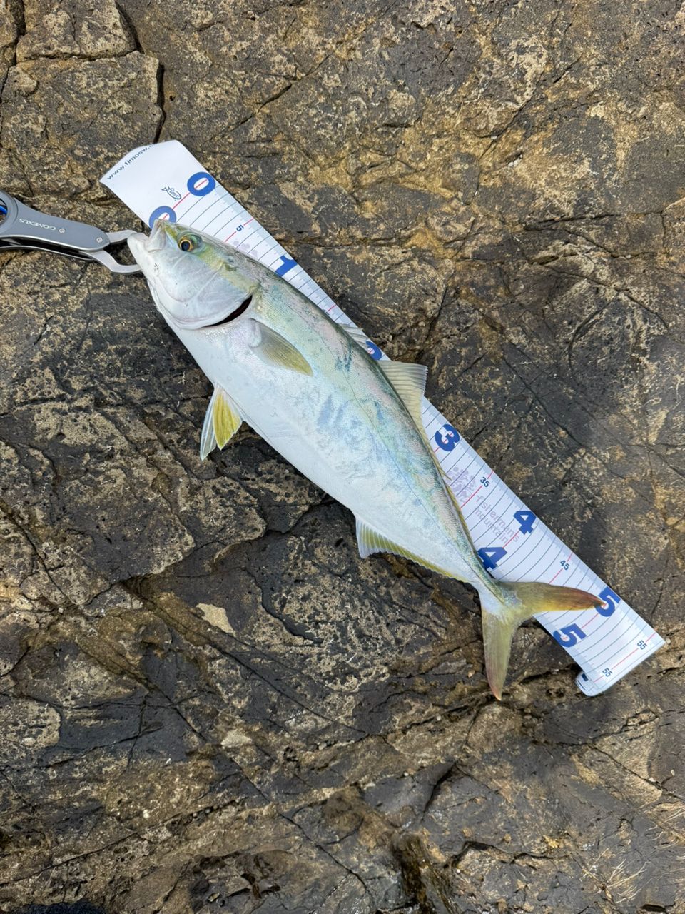 APIA グランデージ アトラス BLUE RUNNER 100Hの最安値・インプレ