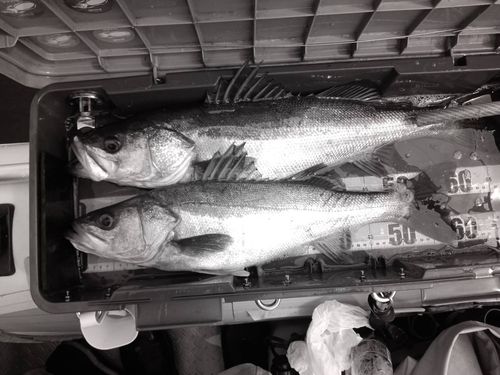 シーバスの釣果