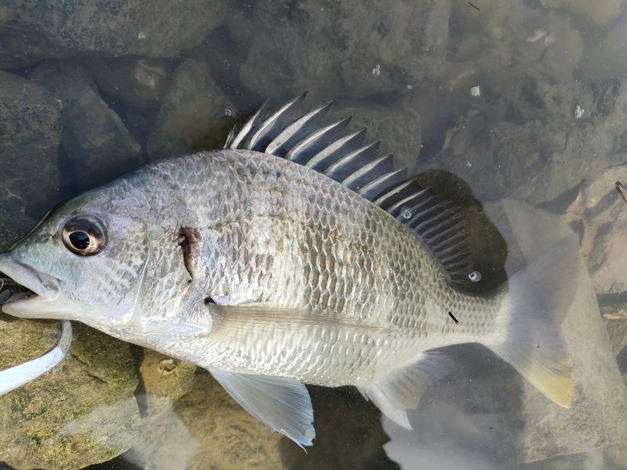 SHIMANO 19ブレニアス B74ML-Sの最安値・インプレ・釣果 | 本音の