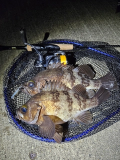 ブラックバスの釣果