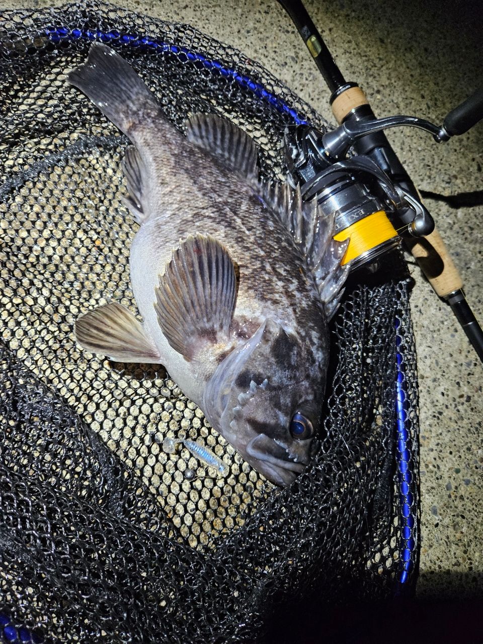 DAIWA 18イグジスト FC LT2500S-Cの最安値・インプレ・釣果 | 本音の