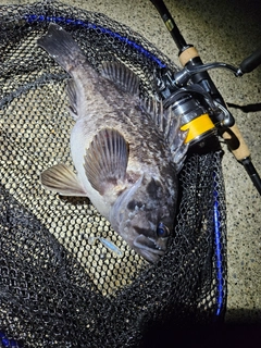 クロソイの釣果