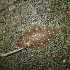 ソゲの釣果