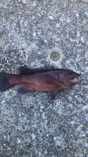 コブダイの釣果