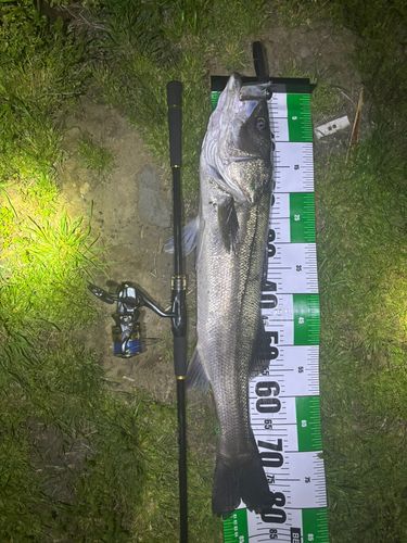 クロマグロの釣果