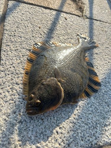 カワガレイの釣果