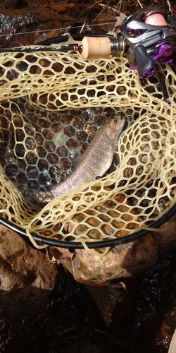 ニッコウイワナの釣果