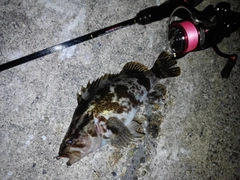 ベッコウゾイの釣果
