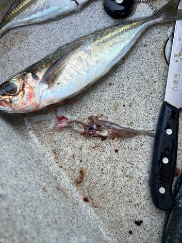 アジの釣果